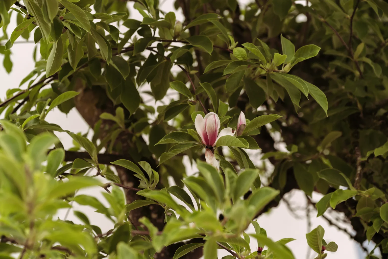 Einzelne Magnolienblüte im alten Baumbestand