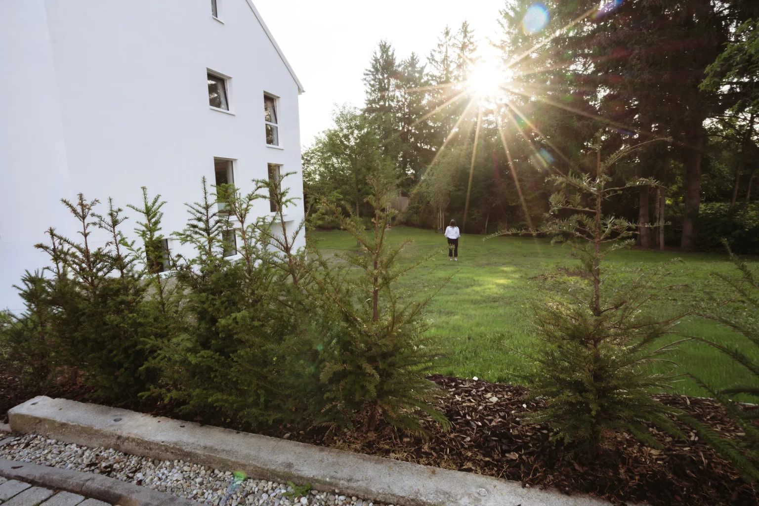 Garten mit Rasenfläche und jungen Nadelbäumen, Morgensonne hinter dem Baumbestand